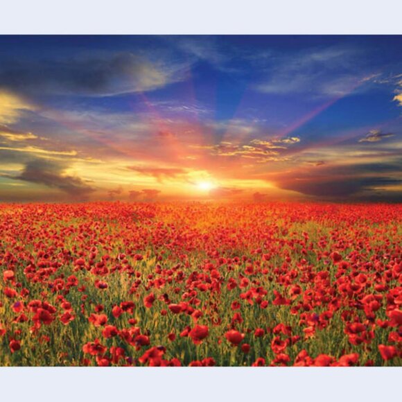 Wizard of Oz Novel Journal Tiny Text forms ruler lines Dorothy Wicked Witch NEW - Picture 10 of 11